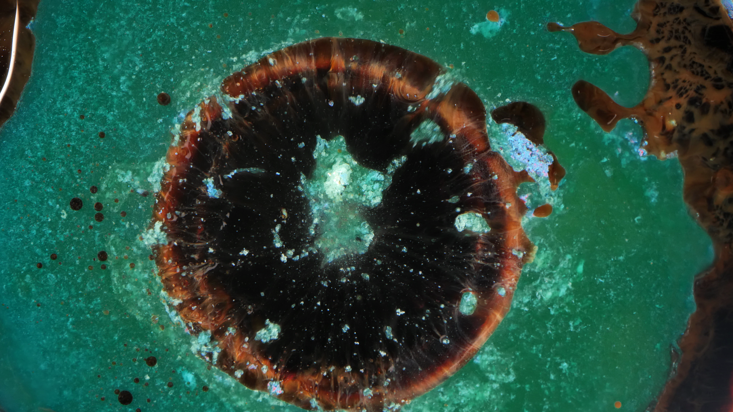 Fluid Vision - Pink Macro