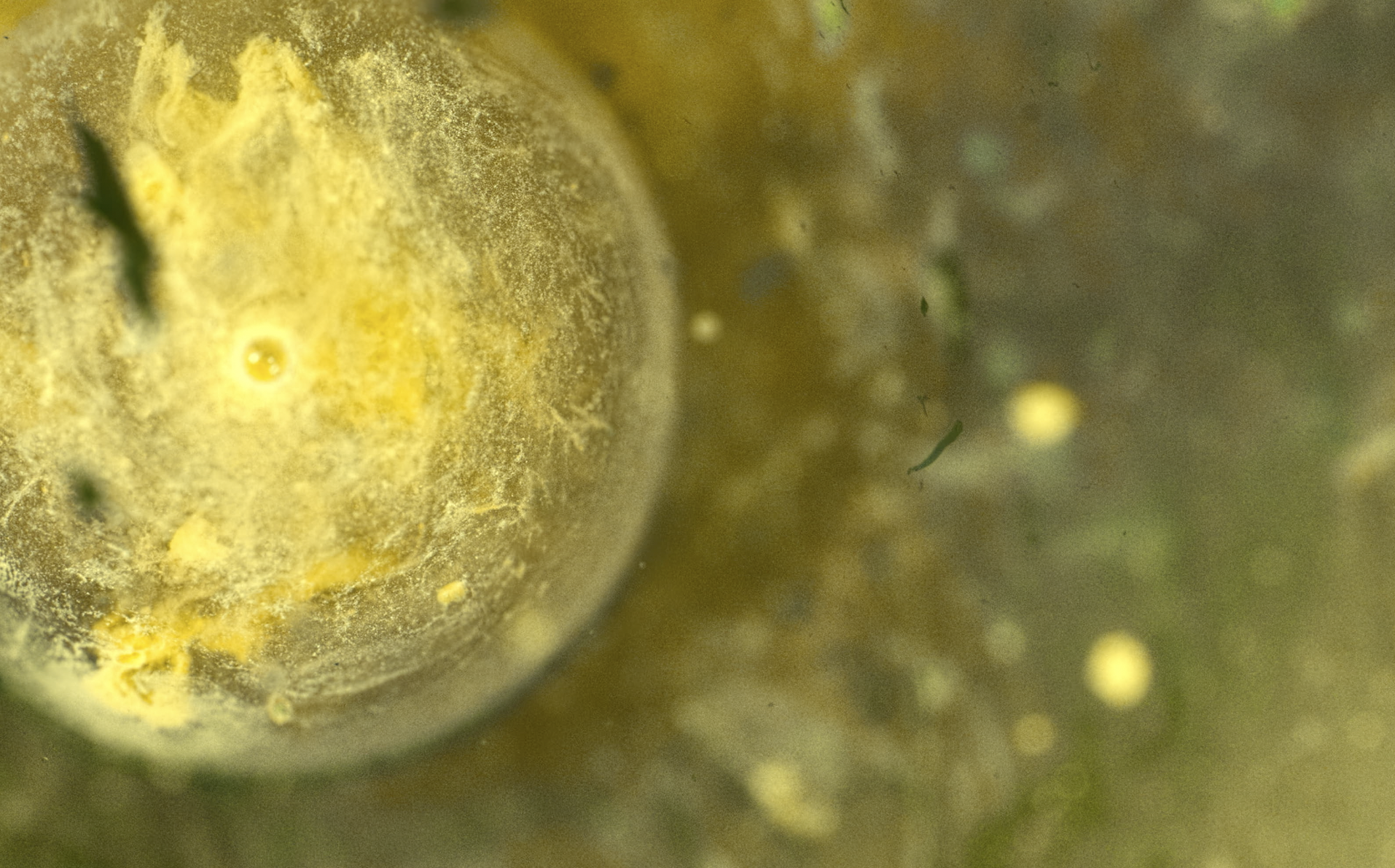 myfilm.ch - Abstract 1